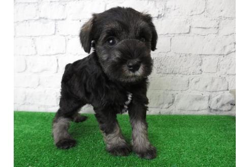 成約済の大阪府のミニチュアシュナウザー-110695の5枚目