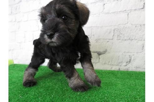 成約済の大阪府のミニチュアシュナウザー-110695の4枚目