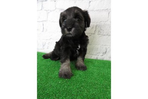 成約済の大阪府のミニチュアシュナウザー-110695の3枚目