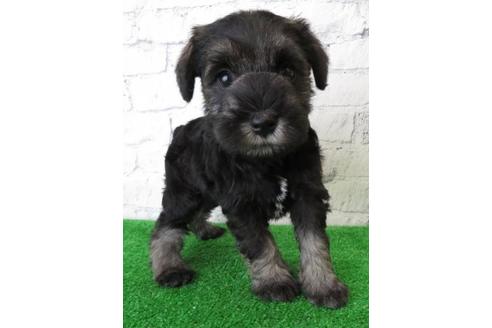 成約済の大阪府のミニチュアシュナウザー-110695の2枚目