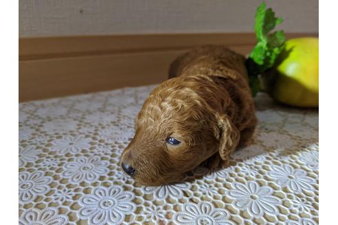 成約済の広島県のタイニープードル-109839の4枚目