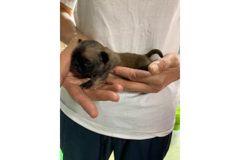 成約済の岐阜県のミックス犬-110736の9枚目