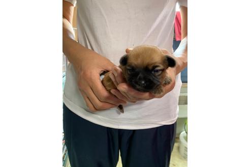 成約済の岐阜県のミックス犬-110737の6枚目