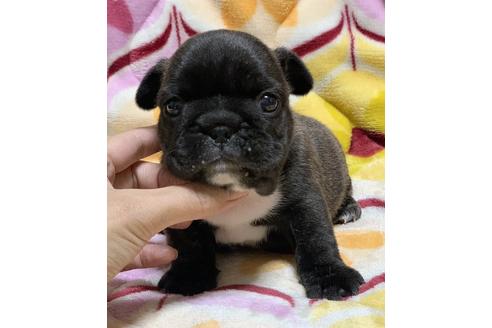 成約済の香川県のフレンチブルドッグ-110748の1枚目