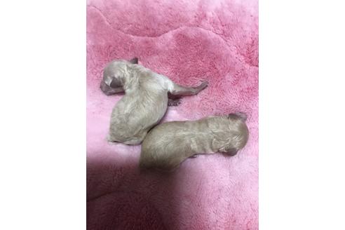 成約済の埼玉県のトイプードル-110759の4枚目