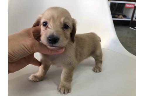 成約済の京都府のミニチュアダックスフンド(ロングヘアード)-110786の1枚目