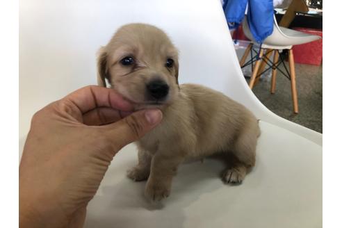 成約済の京都府のミニチュアダックスフンド(ロングヘアード)-110786の4枚目