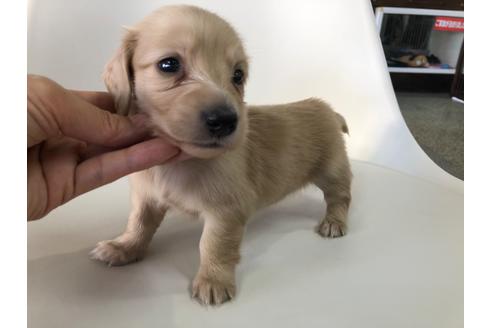 成約済の京都府のミニチュアダックスフンド(ロングヘアード)-110786の3枚目