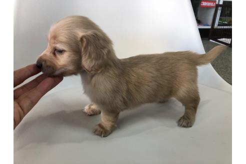 成約済の京都府のミニチュアダックスフンド(ロングヘアード)-110786の2枚目