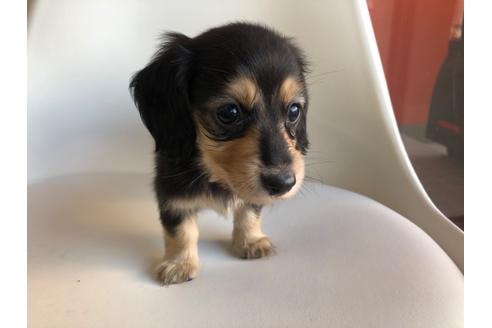 成約済の京都府のミニチュアダックスフンド(ロングヘアード)-110787の1枚目