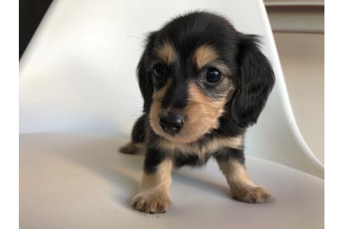 成約済の京都府のミニチュアダックスフンド(ロングヘアード)-110787の4枚目