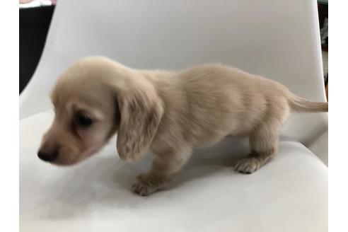 成約済の京都府のミニチュアダックスフンド(ロングヘアード)-110792の5枚目