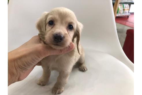 成約済の京都府のミニチュアダックスフンド(ロングヘアード)-110792の4枚目