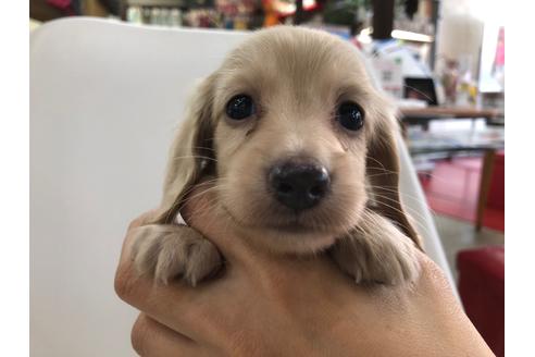 成約済の京都府のミニチュアダックスフンド(ロングヘアード)-110792の3枚目