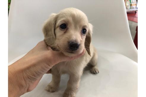 成約済の京都府のミニチュアダックスフンド(ロングヘアード)-110792の2枚目