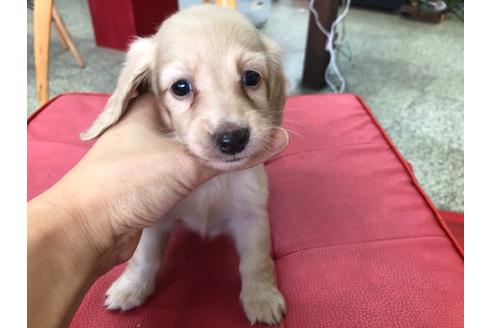 成約済の京都府のミニチュアダックスフンド(ロングヘアード)-110792の1枚目