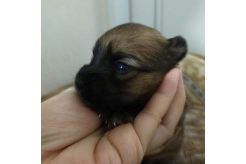 成約済の静岡県のミックス犬-109889の2枚目