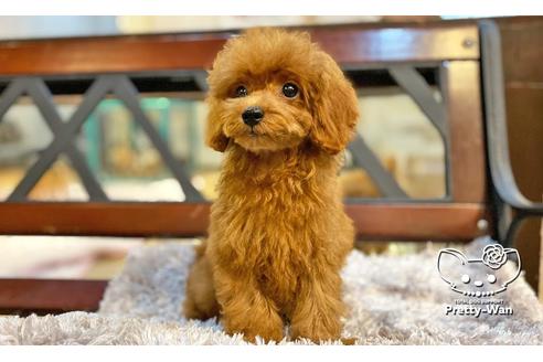 成約済の愛知県のタイニープードル-104902の5枚目