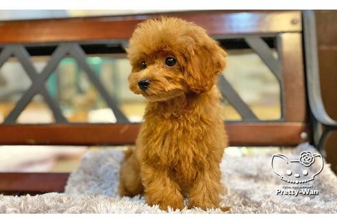 成約済の愛知県のタイニープードル-104902の2枚目