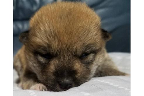 成約済の北海道の柴犬-110815