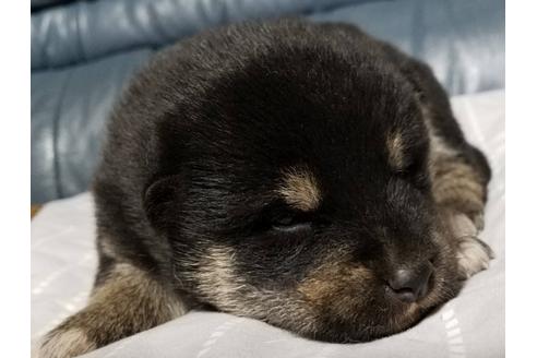 成約済の北海道の柴犬-110816の1枚目