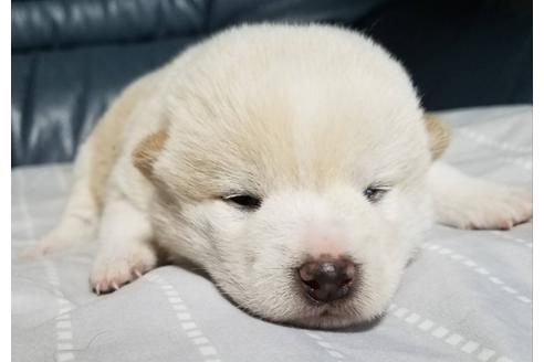 成約済の北海道の柴犬-110818