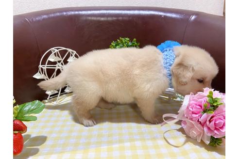 成約済の大阪府のゴールデンレトリーバー-110828の6枚目