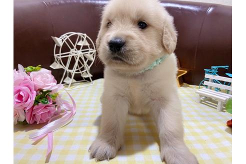 成約済の大阪府のゴールデンレトリーバー-110829の1枚目