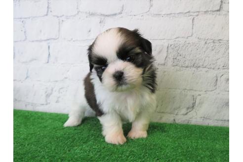 成約済の大阪府のシーズー-110858