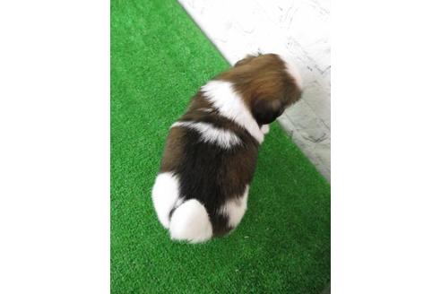 成約済の大阪府のシーズー-110858の6枚目