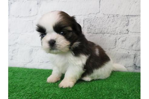 成約済の大阪府のシーズー-110858の5枚目