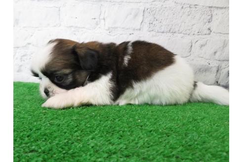 成約済の大阪府のシーズー-110858の4枚目