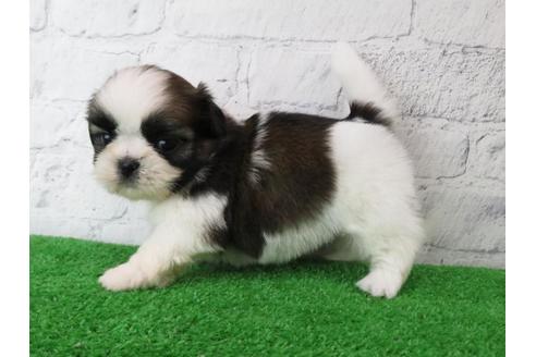 成約済の大阪府のシーズー-110858の3枚目