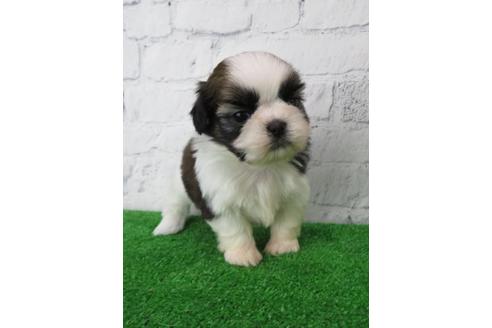 成約済の大阪府のシーズー-110858の2枚目