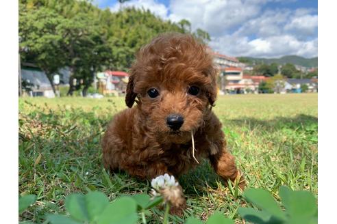 成約済の静岡県のタイニープードル-110740の1枚目