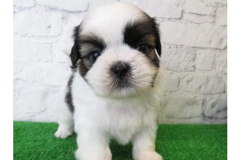 成約済の大阪府のシーズー-110859