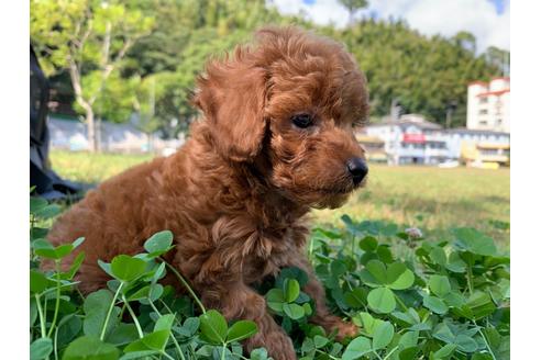 成約済の静岡県のタイニープードル-110740の2枚目