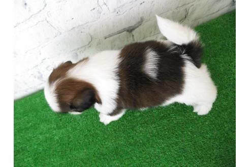 成約済の大阪府のシーズー-110859の6枚目