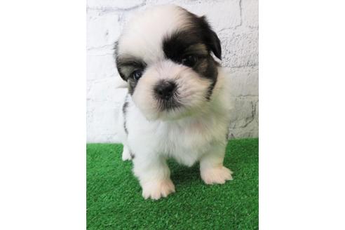 成約済の大阪府のシーズー-110859の5枚目