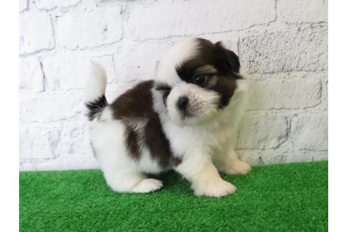 成約済の大阪府のシーズー-110859の4枚目