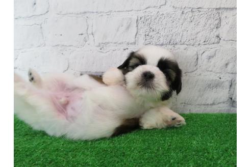 成約済の大阪府のシーズー-110859の3枚目