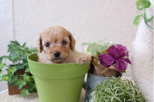 成約済の滋賀県のトイプードル-110860の1枚目