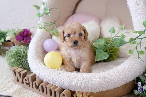 成約済の滋賀県のトイプードル-110860の3枚目