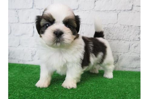 成約済の大阪府のシーズー-110861