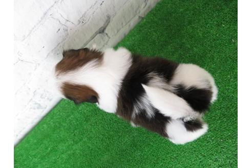 成約済の大阪府のシーズー-110861の6枚目