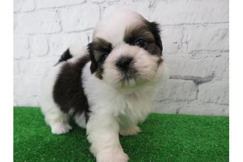 成約済の大阪府のシーズー-110861の5枚目