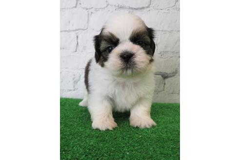 成約済の大阪府のシーズー-110861の4枚目