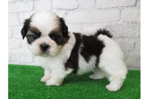 成約済の大阪府のシーズー-110861の3枚目