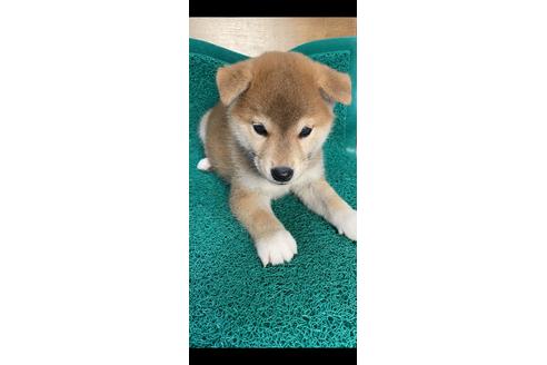 成約済の広島県の柴犬-110862の1枚目