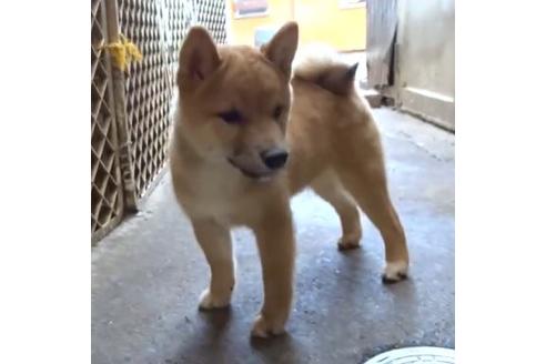 成約済の佐賀県の豆柴-110868の1枚目